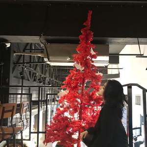 汤芳在METCN的成名经历简介
