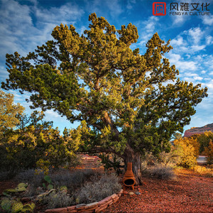 汤芳在METCN的成名经历简介
